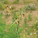 Слика од Cyperus longus L.