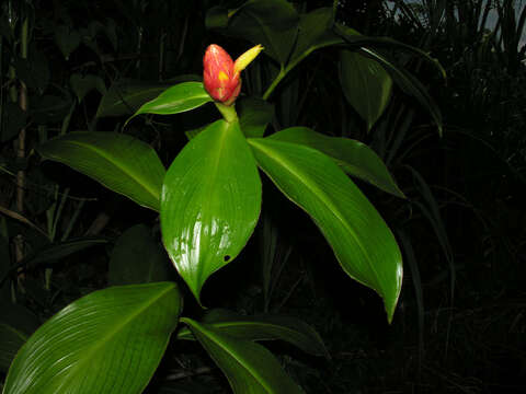 Image of Costus plicatus Maas