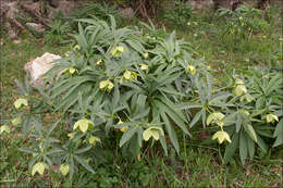 Image of Helleborus bocconei subsp. siculus (Schiffner) Merxm. & Podl.