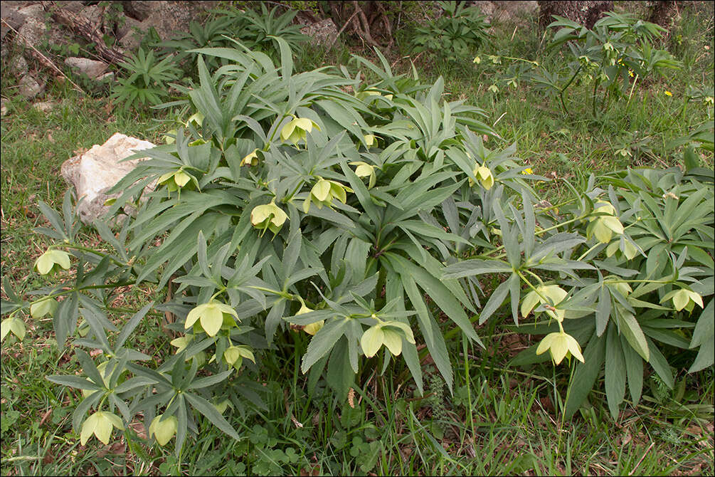 Image of Helleborus bocconei Ten.