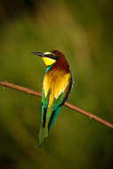 Image of bee-eater, european bee-eater