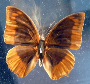 Imagem de Charaxes protoclea Feisthamel 1850