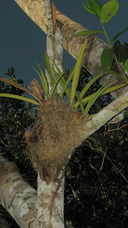 Image of Coryanthes speciosa Hook.