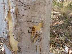 Image of scribbly gum