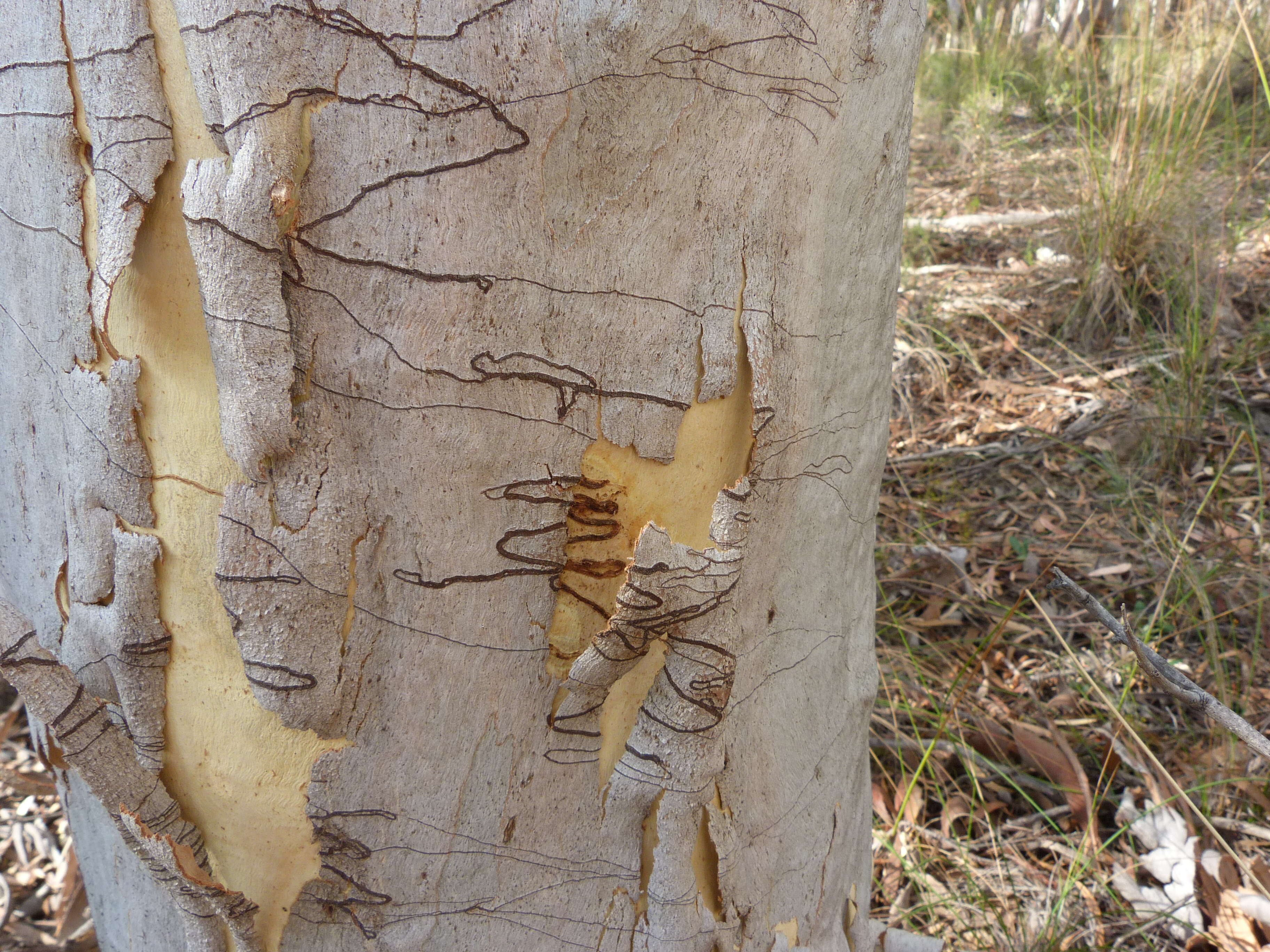 Image of scribbly gum