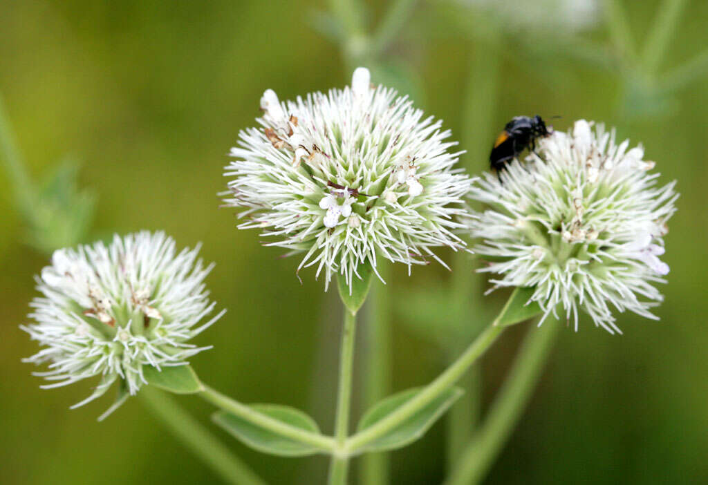 Image of clustered bushmint