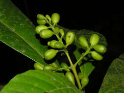 Image de Rustia occidentalis (Benth.) Hemsl.