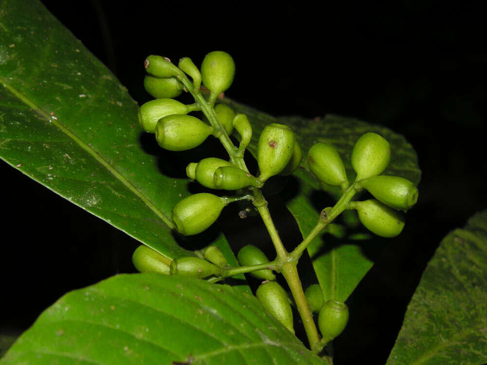 Image de Rustia occidentalis (Benth.) Hemsl.