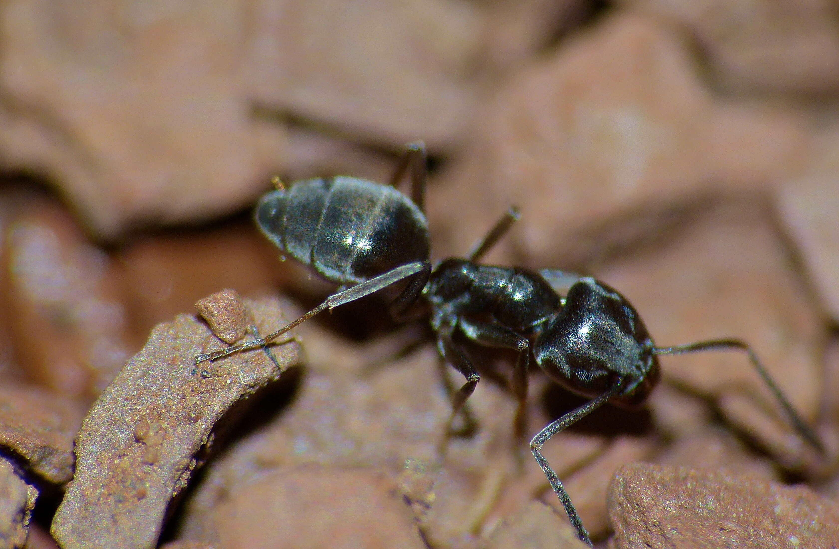 Image of cornfield and citronella ants