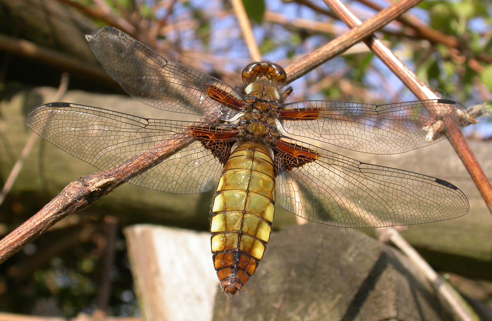 Image of Broad-bodied chaser