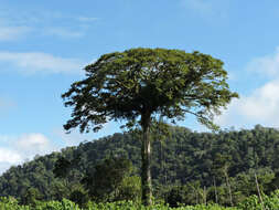 Image of ceiba