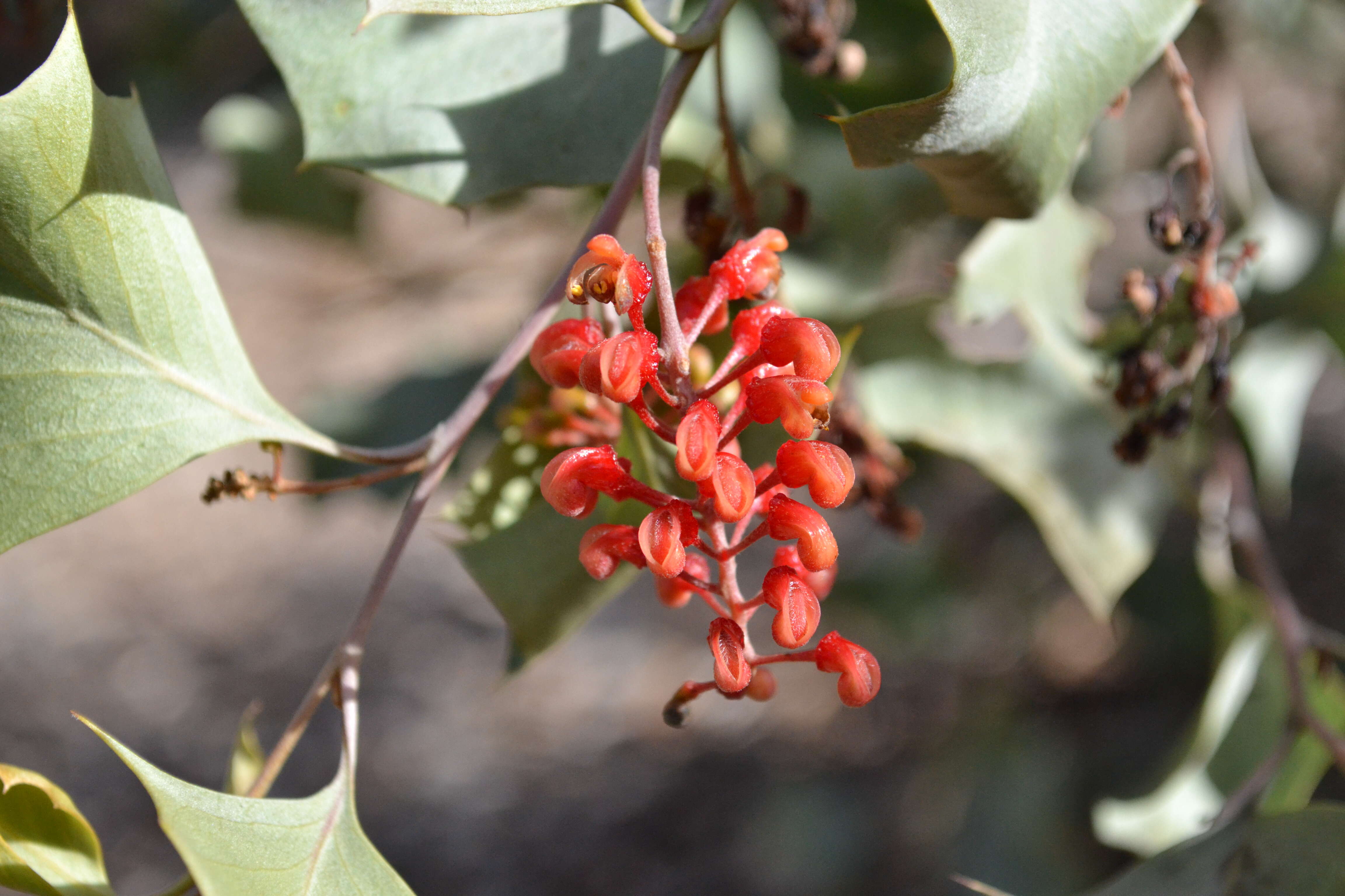 Image of Grevillea wickhamii Meissn.