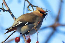 Image of waxwings and relatives