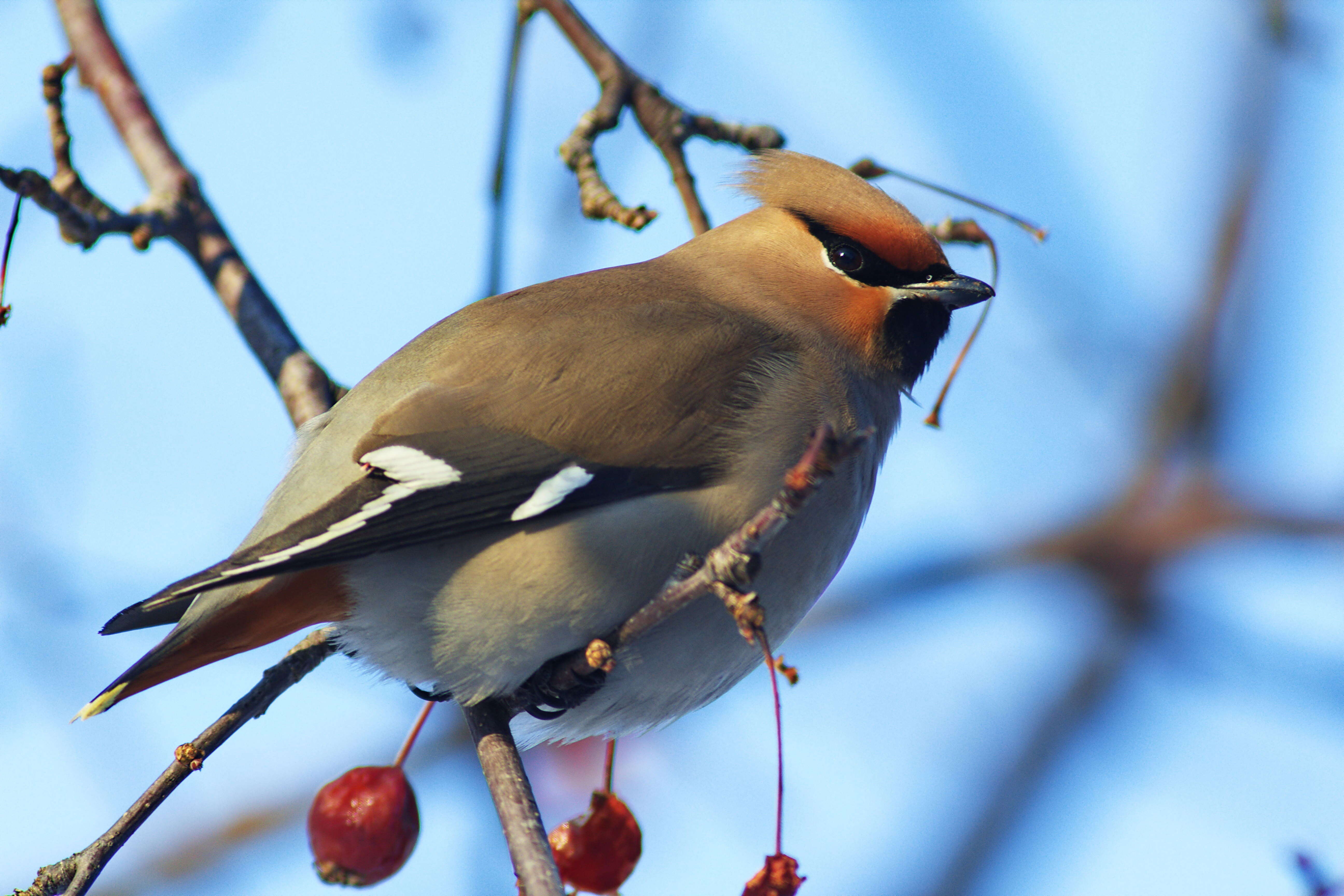 Image of waxwings and relatives