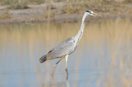 Image of Grey Heron