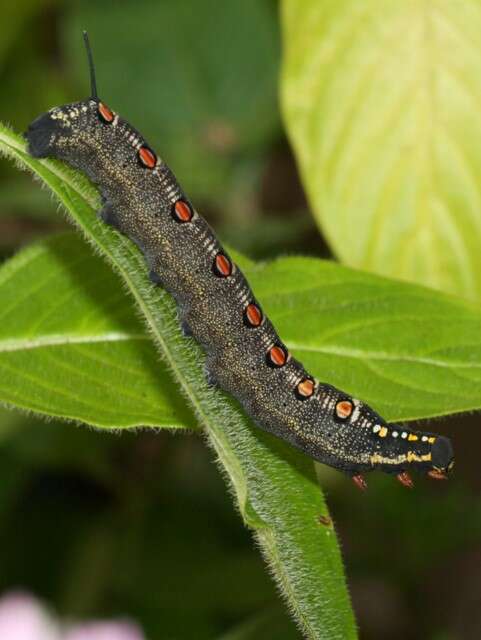 Image of Sphingidae
