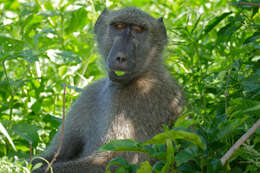 Image of Baboon