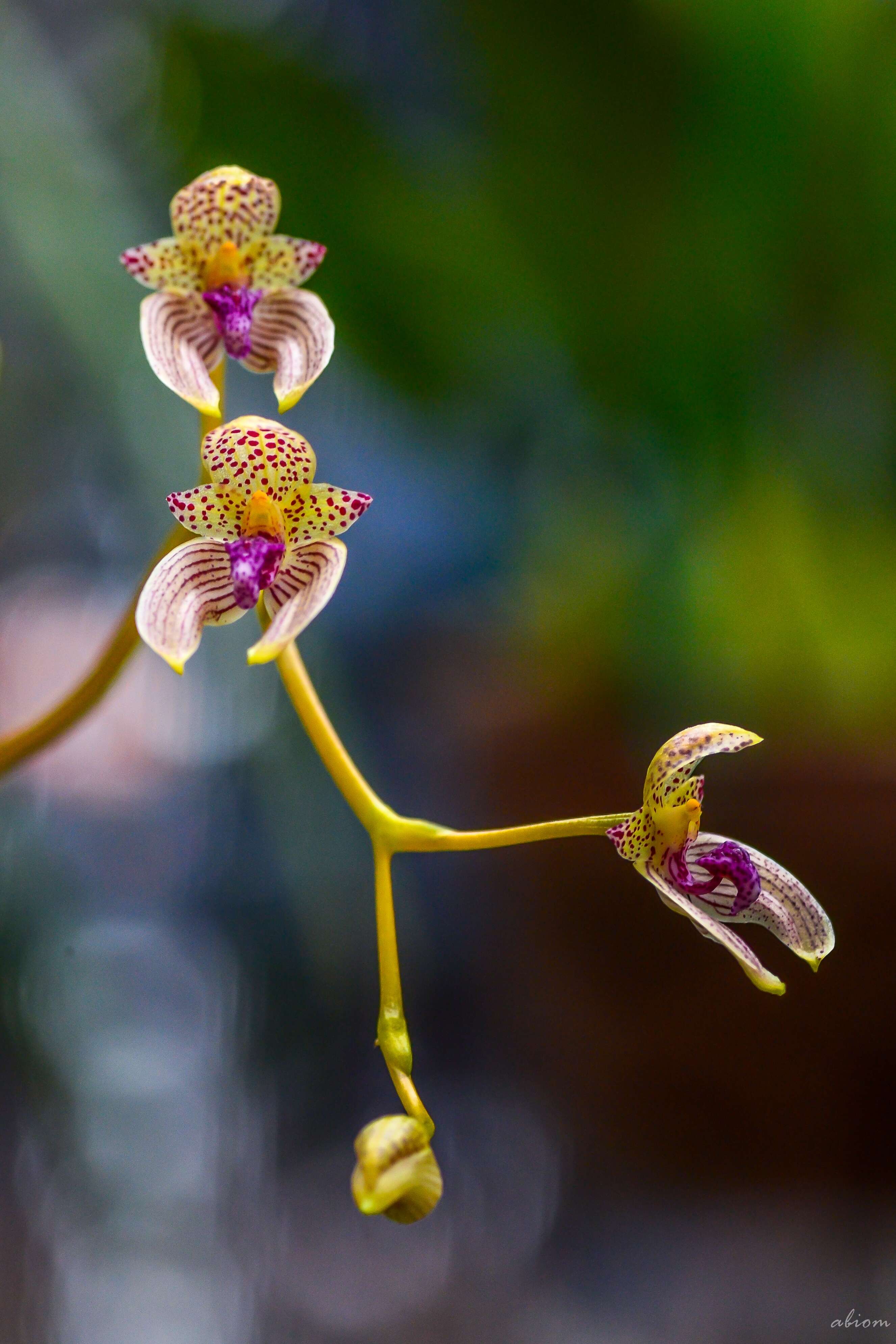 Image de Bulbophyllum anceps Rolfe