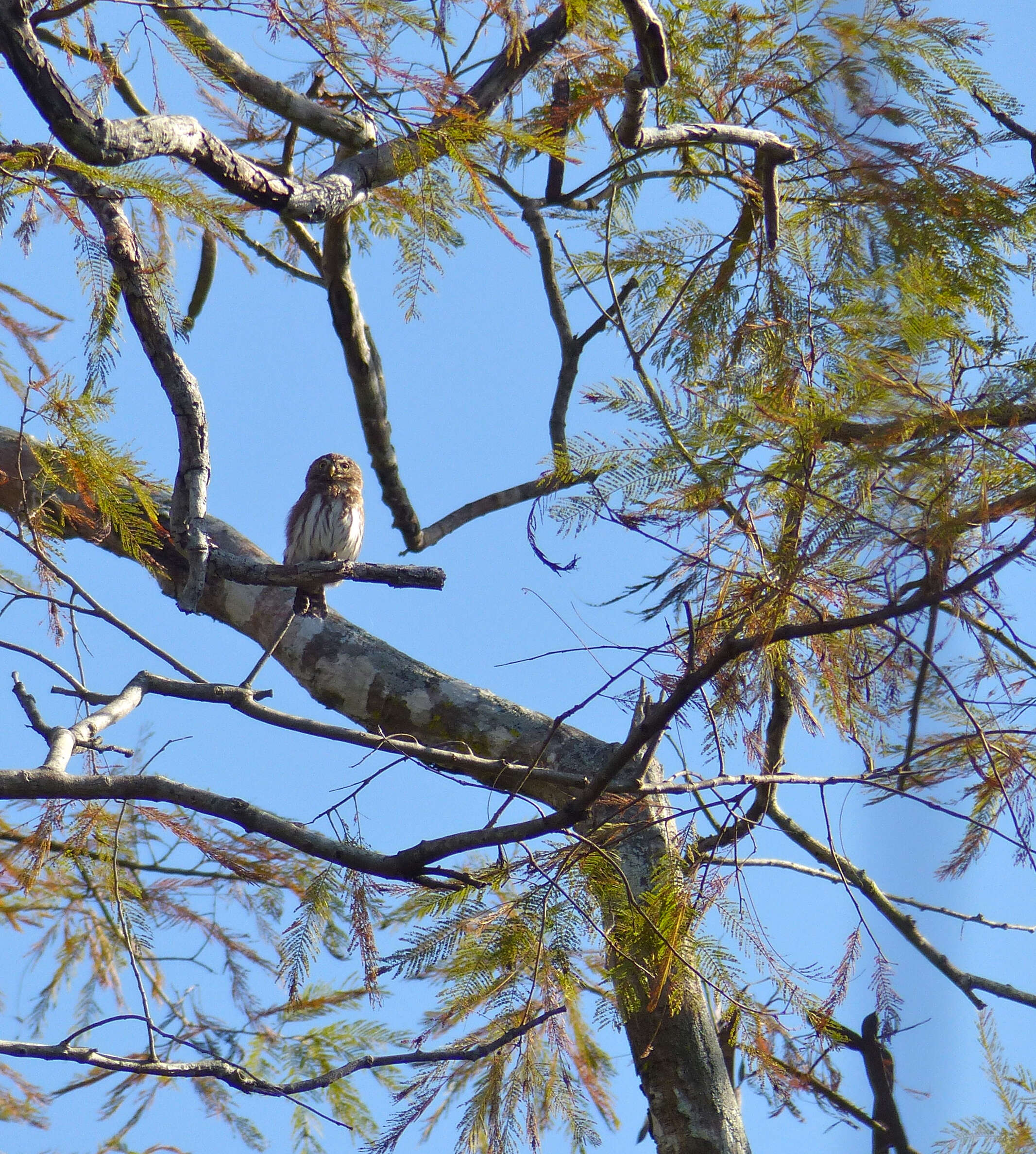 Image of Ferruginous Pygmy Owl