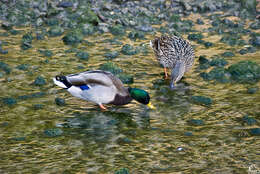 Image of Common Mallard