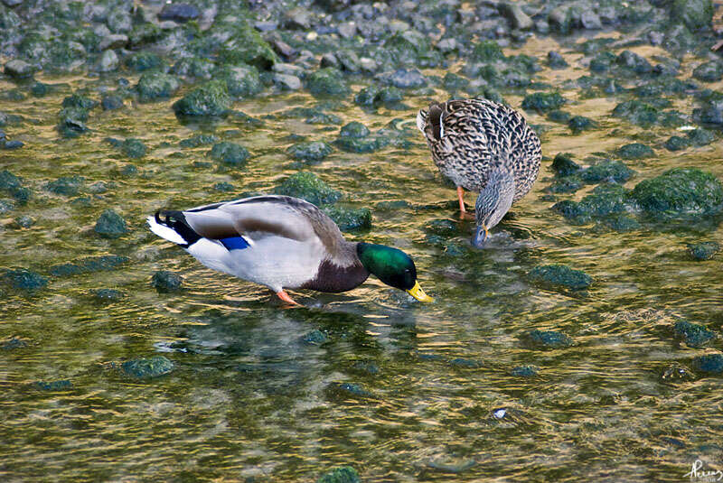 Image of Common Mallard