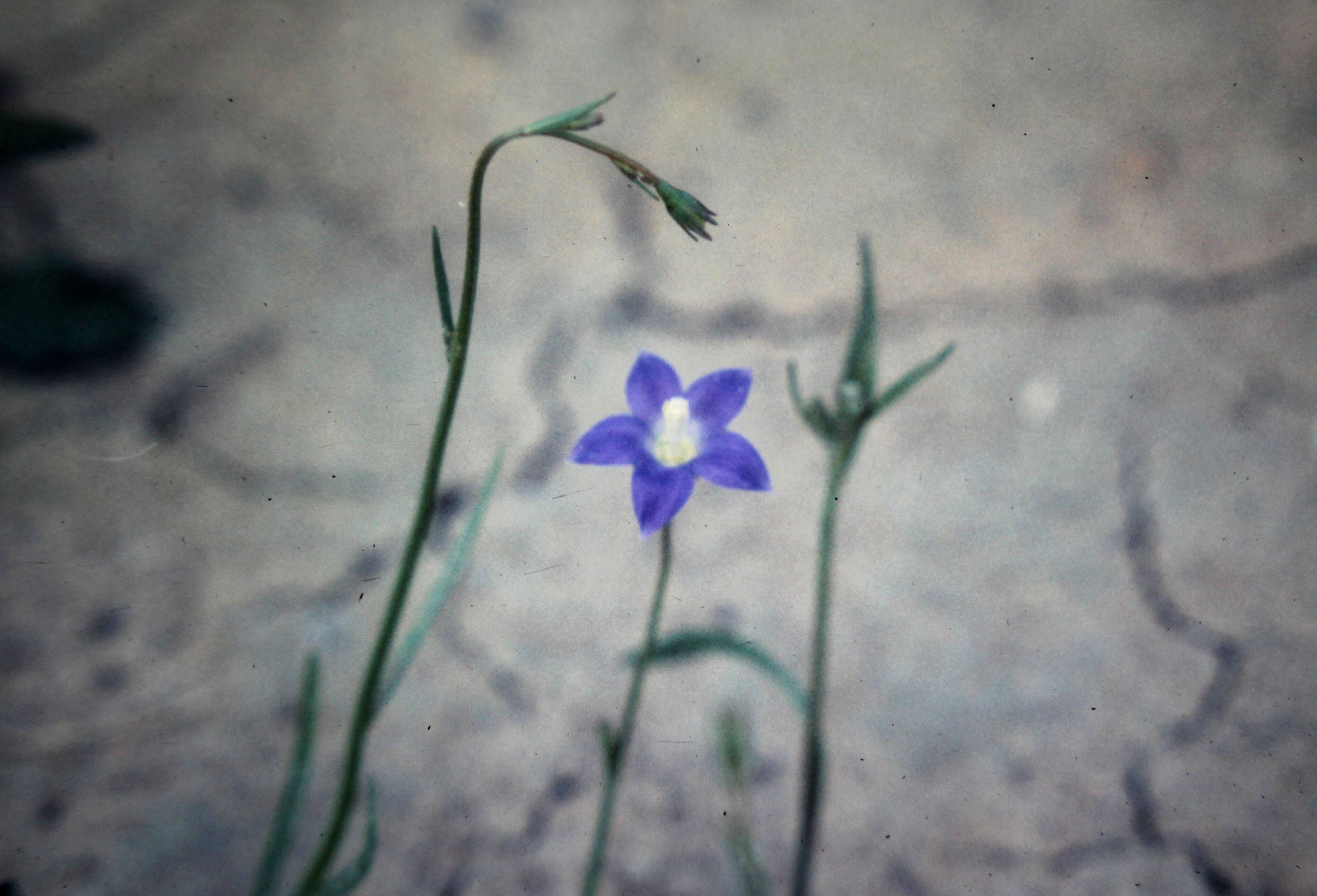 Image of Wahlenbergia capillaris (G. Lodd.) G. Don