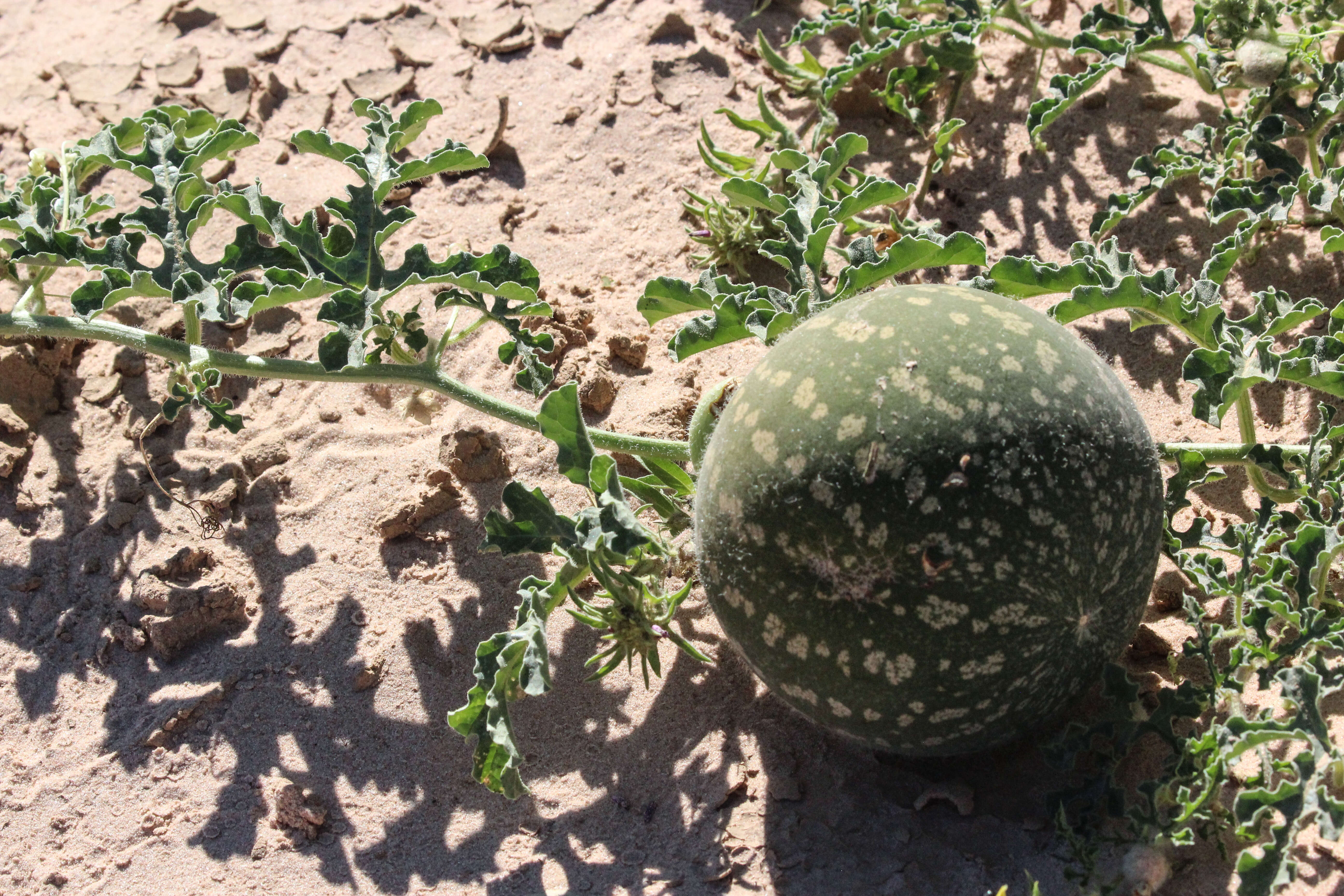 Image of Desert Vines