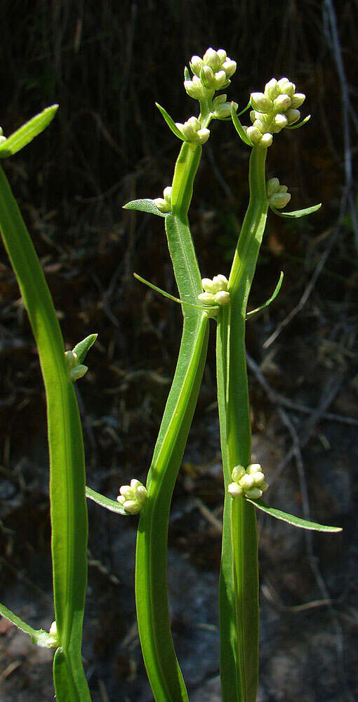 Слика од Baccharis sagittalis (Less.) DC.