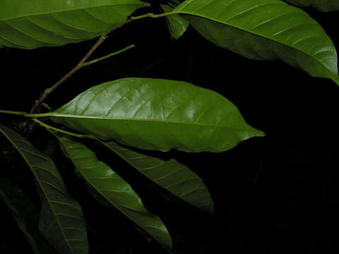 Image de Clarisia biflora Ruiz & Pav.