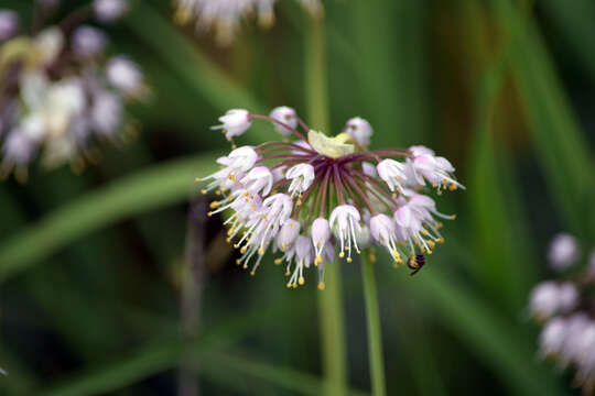 Image of Lady's leek