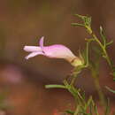 Eremophila granitica S. Moore resmi