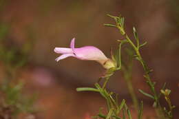 Image of Eremophila granitica S. Moore