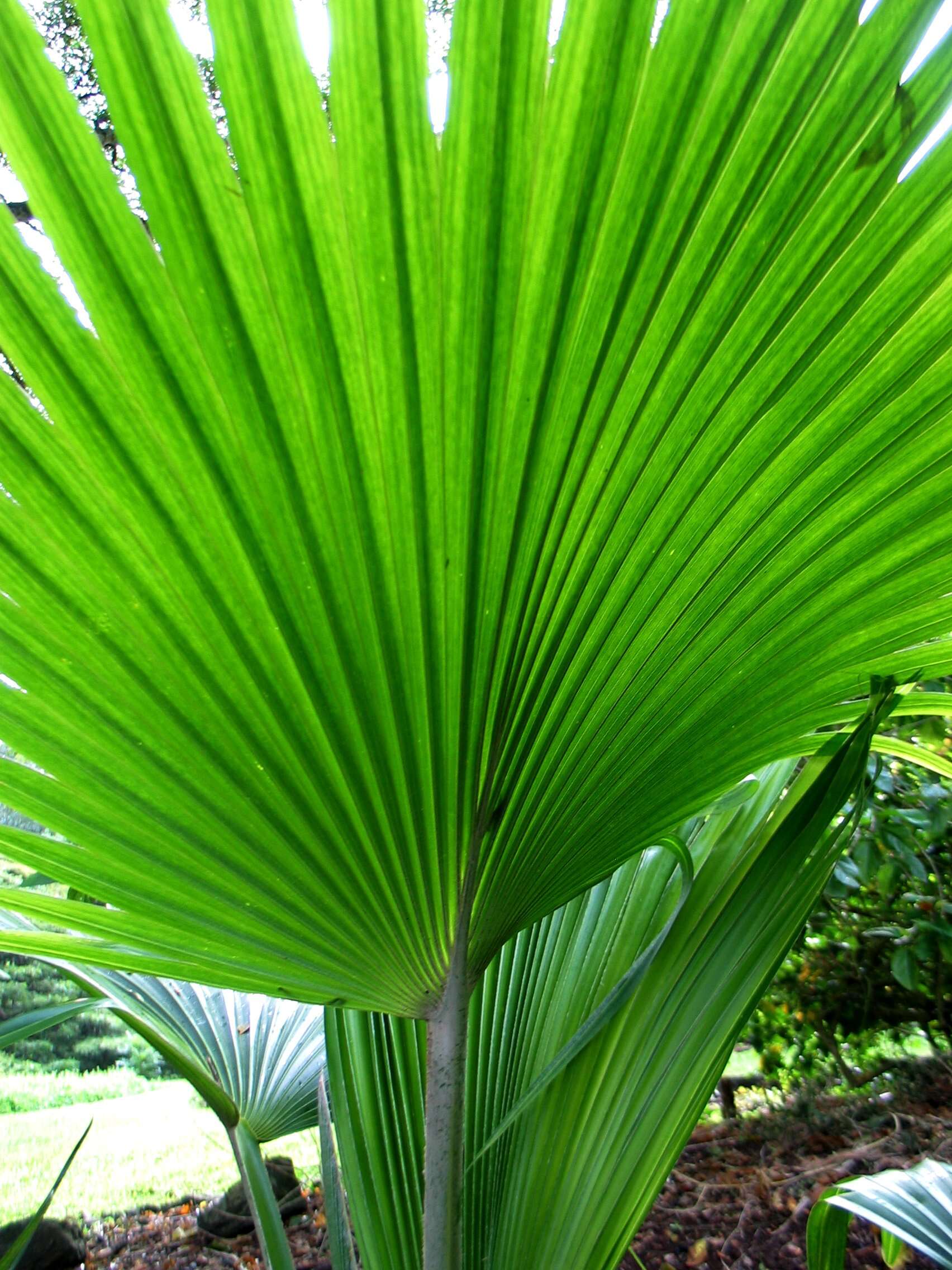 Pritchardia napaliensis H. St. John的圖片