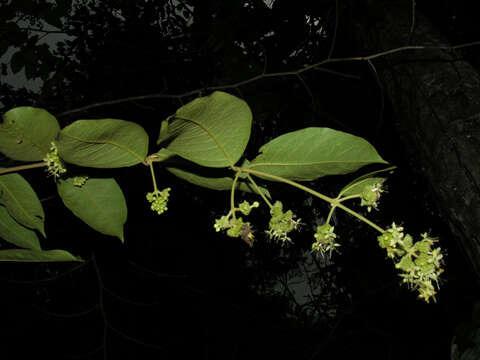 Image of Aegiphila cephalophora Standl.