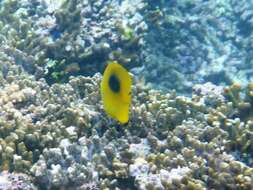 Image of Butterflyfish