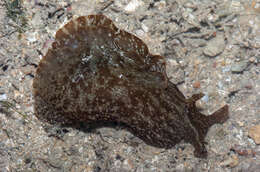 Image of spotted sea hare