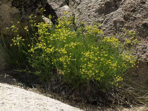 Imagem de Pteryxia petraea (M. E. Jones) Coult. & Rose