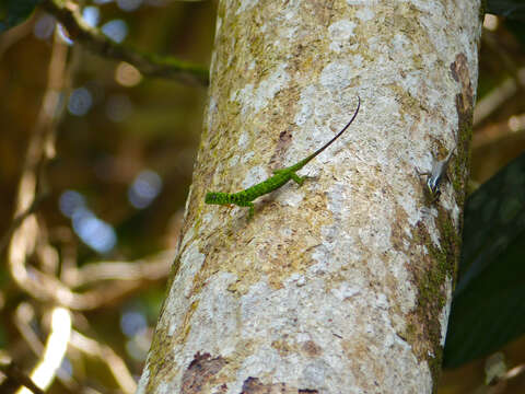 Sivun Draco Linnaeus 1758 kuva