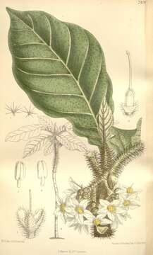 Image of Solanum cernuum Vell.