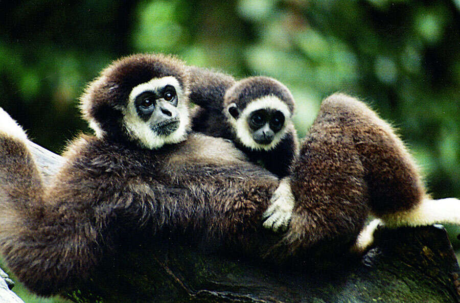 Image of White-handed Gibbon