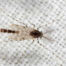 Image of Ablabesmyia