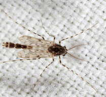 Слика од растителни комарци