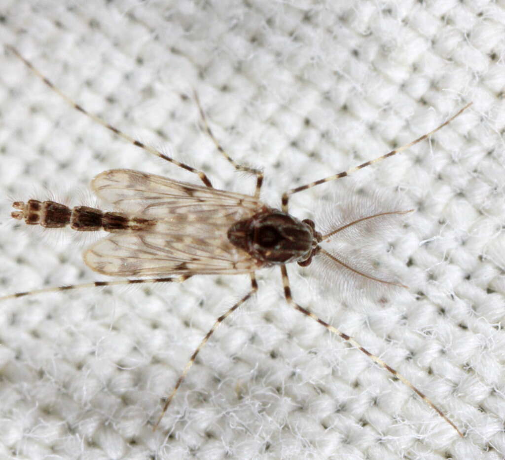 Слика од растителни комарци