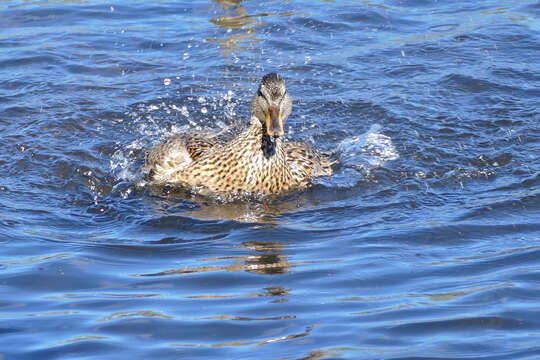 Image of Common Mallard