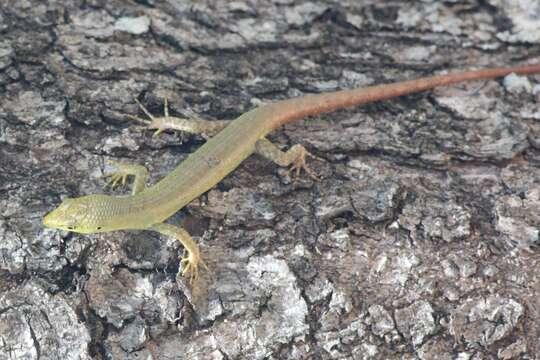 Image of Fiji Green Emo Skink