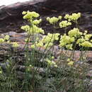 Image of Glischrocaryon aureum (Lindl.) Orchard