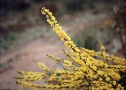 Image of Acacia lineata A. Cunn. ex G. Don