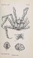 Sivun Lithodoidea Samouelle 1819 kuva