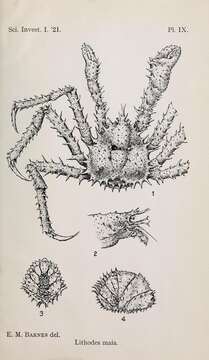 Sivun Lithodes Latreille 1806 kuva