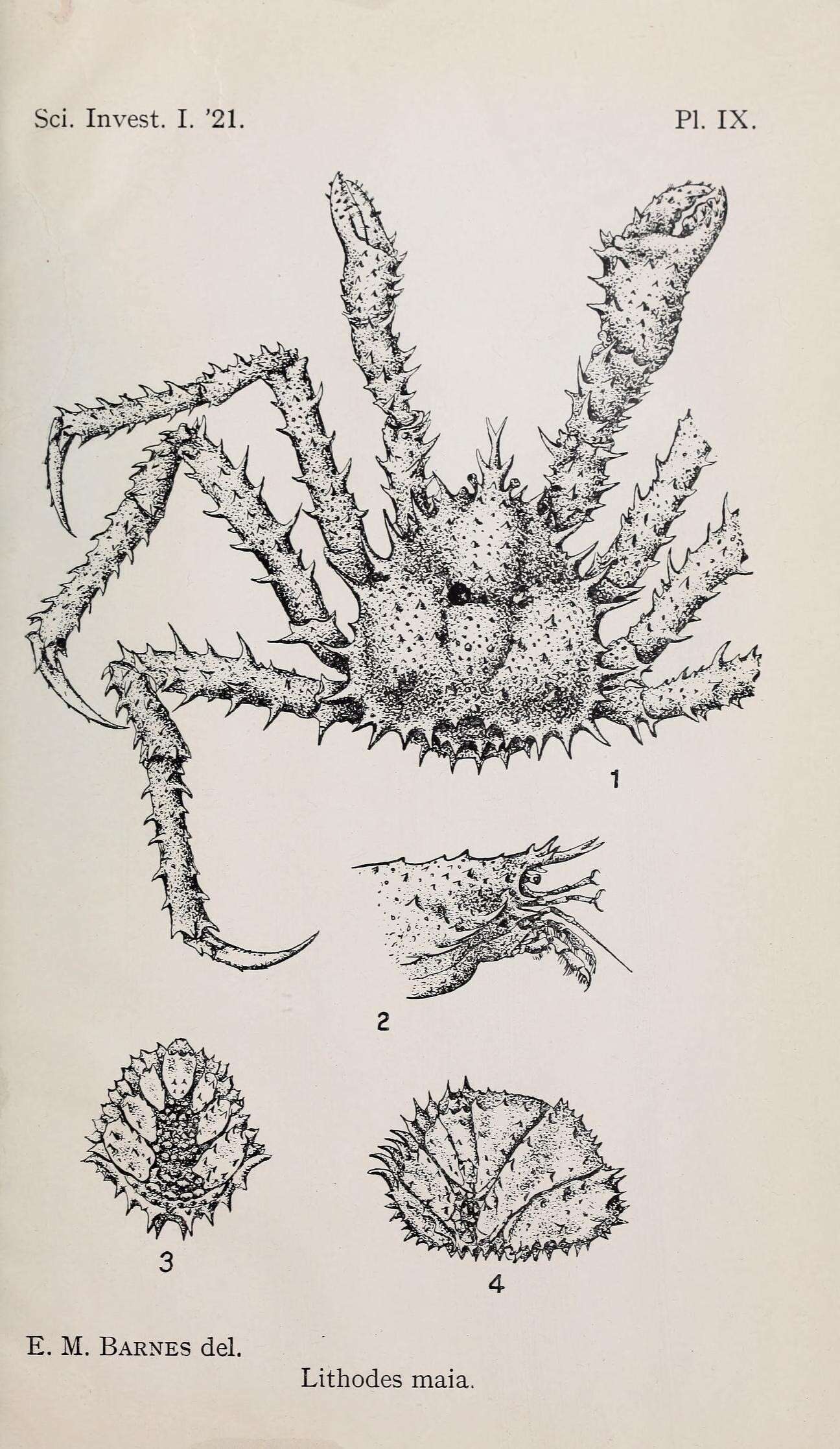 صورة Lithodoidea Samouelle 1819